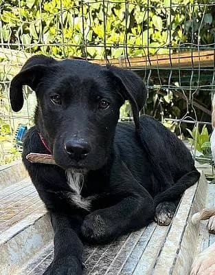 Welpen und Junghunde bis 1 Jahr zur Adoption, male puppy Mixed Breed for adoption at Alba for Animals e.V., Oberhausen