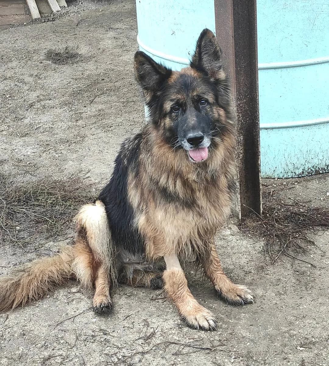 Crystal, female 7yo German Shepherd for adoption at Alba for Animals e.V., Oberhausen