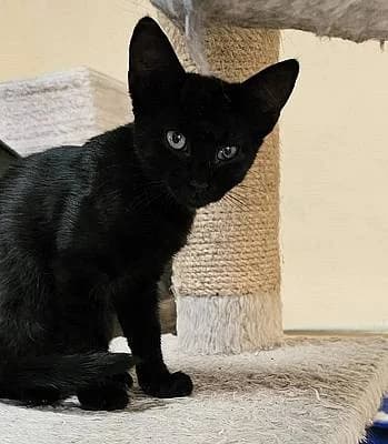 Dani, male young European Shorthair for adoption at Alba for Animals e.V., Oberhausen