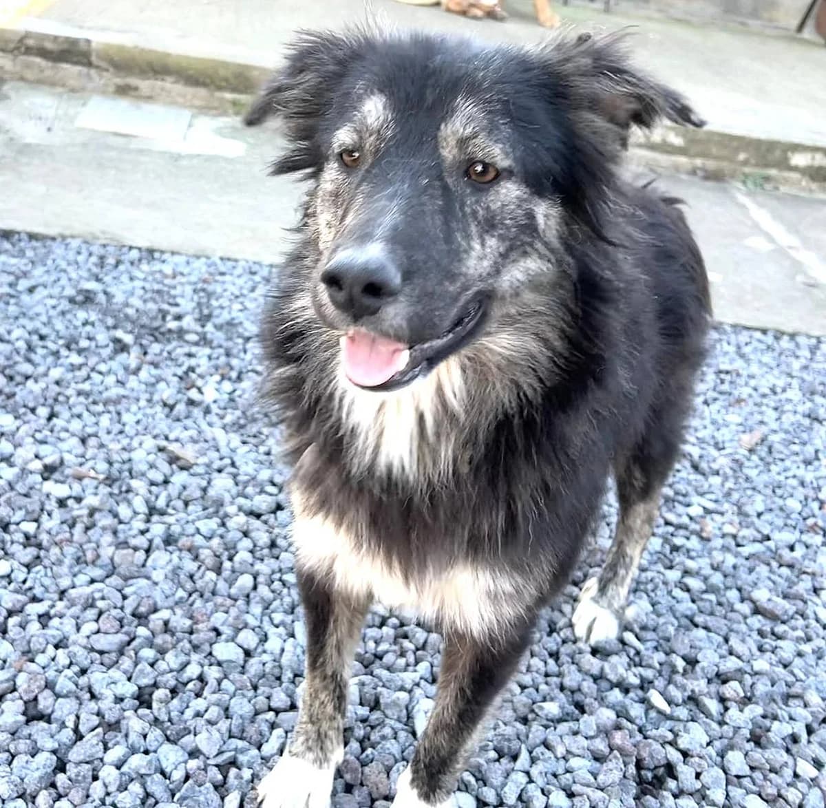 Elly, male young Mixed Breed for adoption at Alba for Animals e.V., Oberhausen