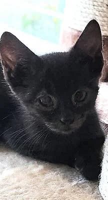 Kitten und Jungkatzen bis 1 Jahr, male young European Shorthair for adoption at Alba for Animals e.V., Oberhausen