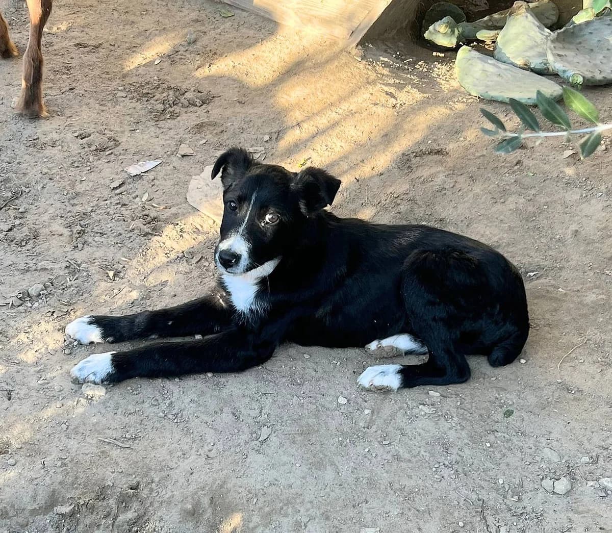 George, male young Mixed Breed for adoption at Alba for Animals e.V., Oberhausen