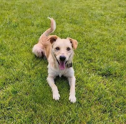 Rüden zur Adoption, male young Mixed Breed for adoption at Alba for Animals e.V., Oberhausen