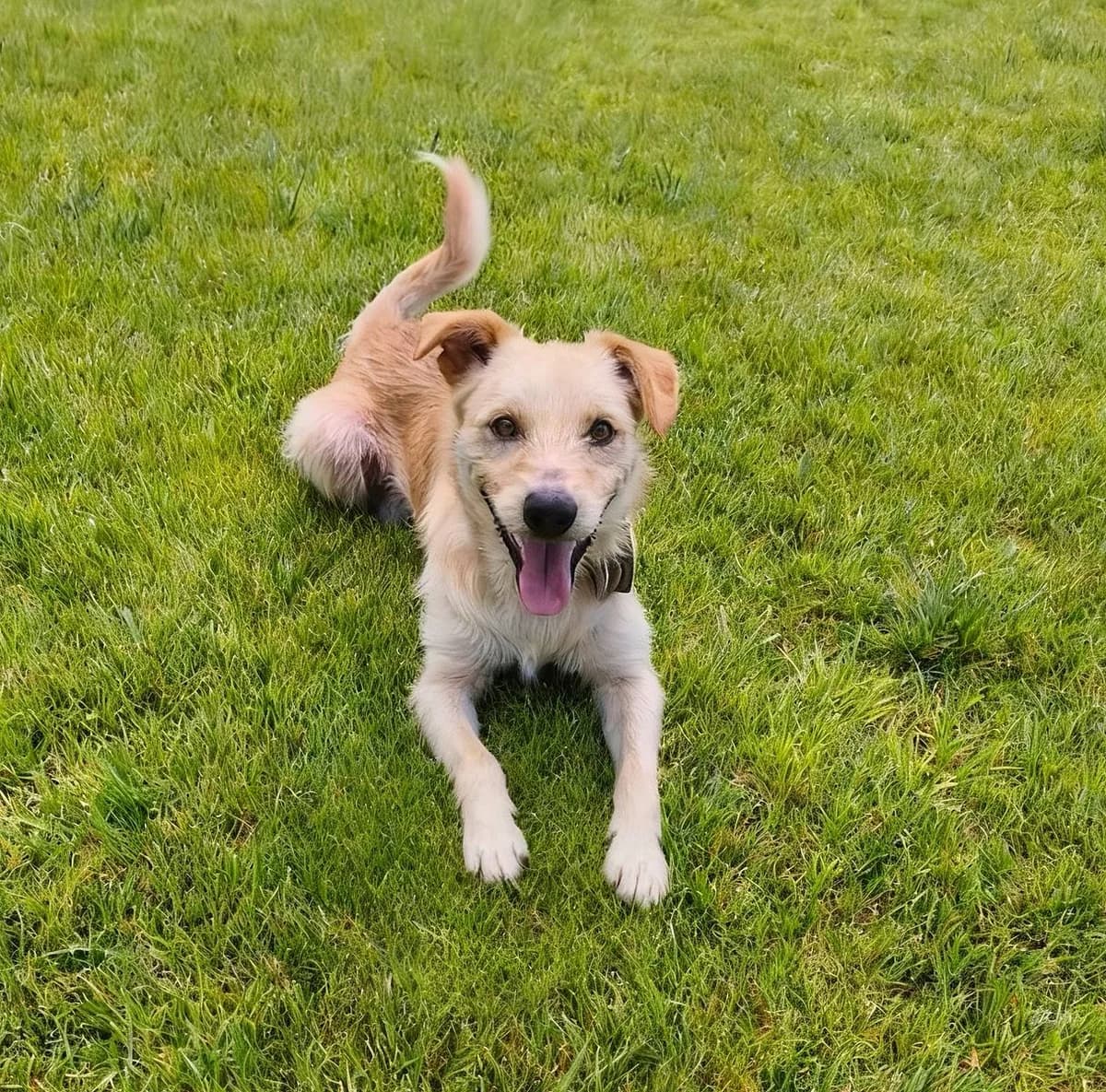 Ghecco, male young Mixed Breed for adoption at Alba for Animals e.V., Oberhausen