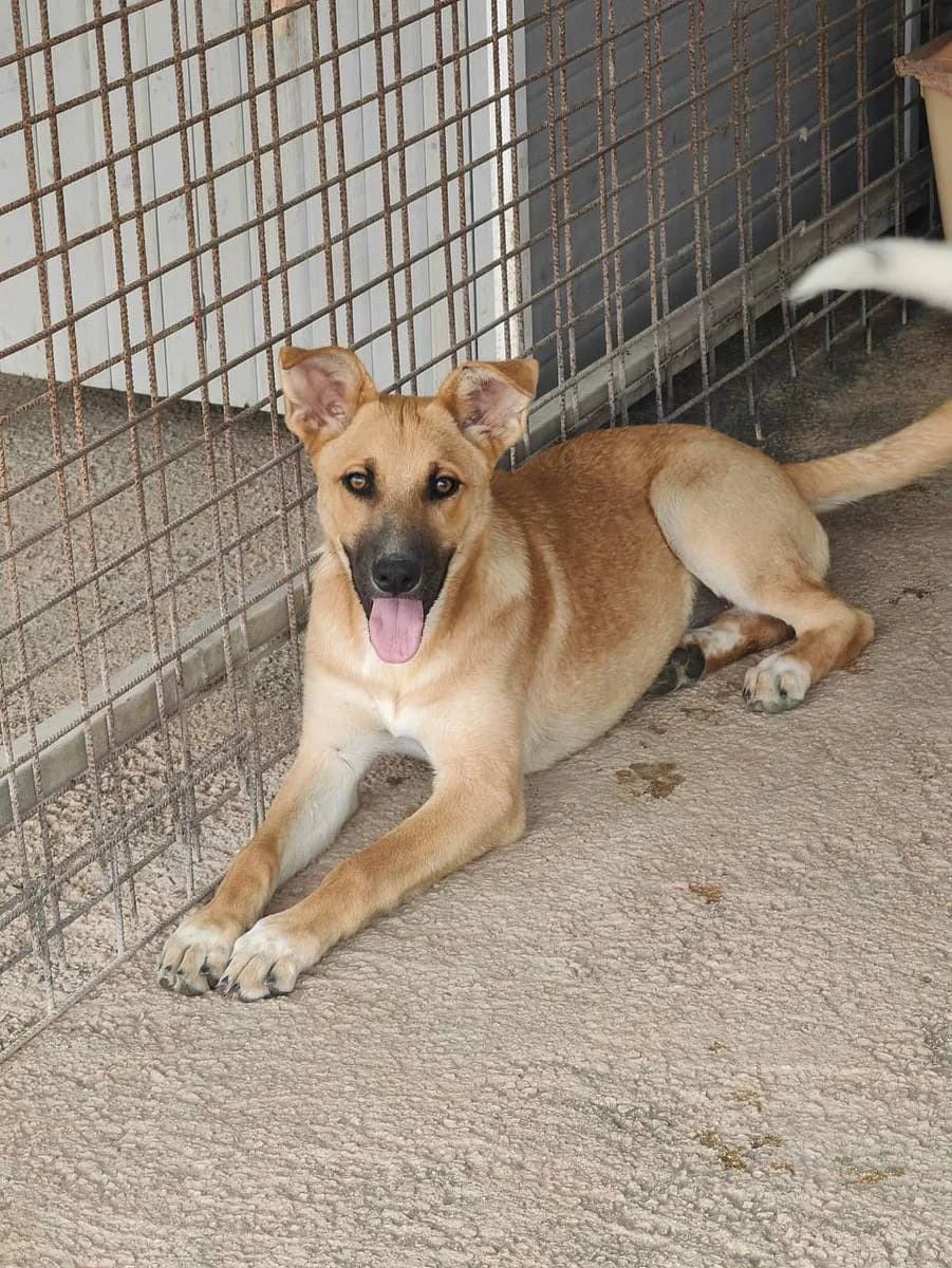 Giada, female puppy Mixed Breed for adoption at Alba for Animals e.V., Oberhausen
