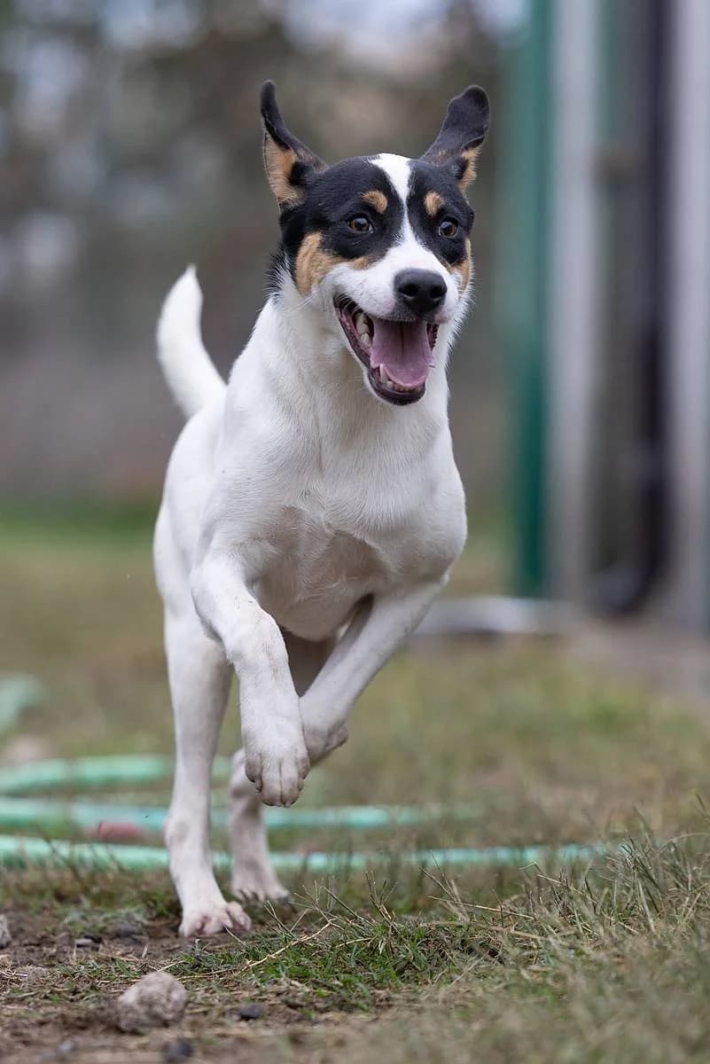 Giusy, female young Mixed Breed for adoption at Alba for Animals e.V., Oberhausen