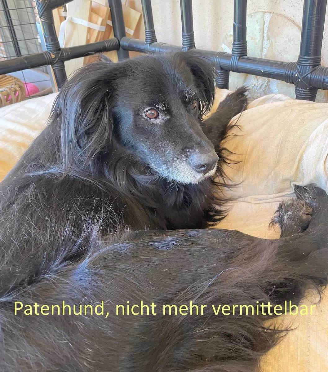Grey, male 7yo Mixed Breed for adoption at Alba for Animals e.V., Oberhausen