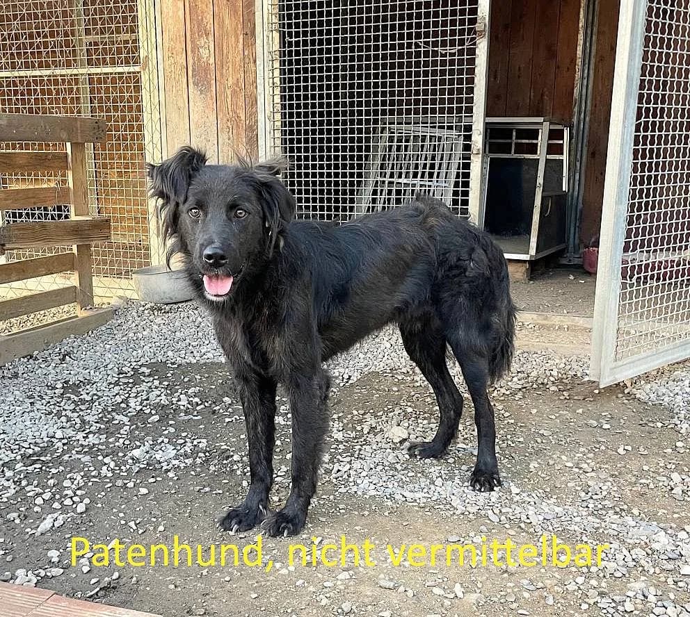 Grim, male young Mixed Breed for adoption at Alba for Animals e.V., Oberhausen