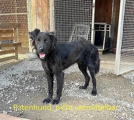 Rüden zur Adoption, male young Mixed Breed for adoption at Alba for Animals e.V., Oberhausen