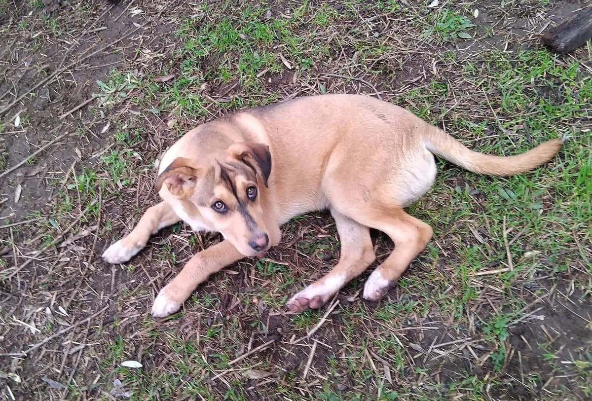 Harry, male young Mixed Breed for adoption at Alba for Animals e.V., Oberhausen