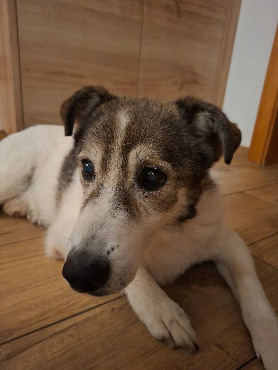 Hulk, male senior Mixed Breed for adoption at Alba for Animals e.V., Oberhausen