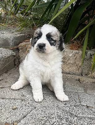 Welpen und Junghunde bis 1 Jahr zur Adoption, female puppy Mixed Breed for adoption at Alba for Animals e.V., Oberhausen