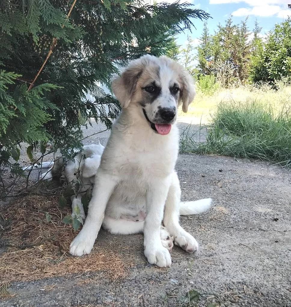 Irina, female puppy Mixed Breed for adoption at Alba for Animals e.V., Oberhausen