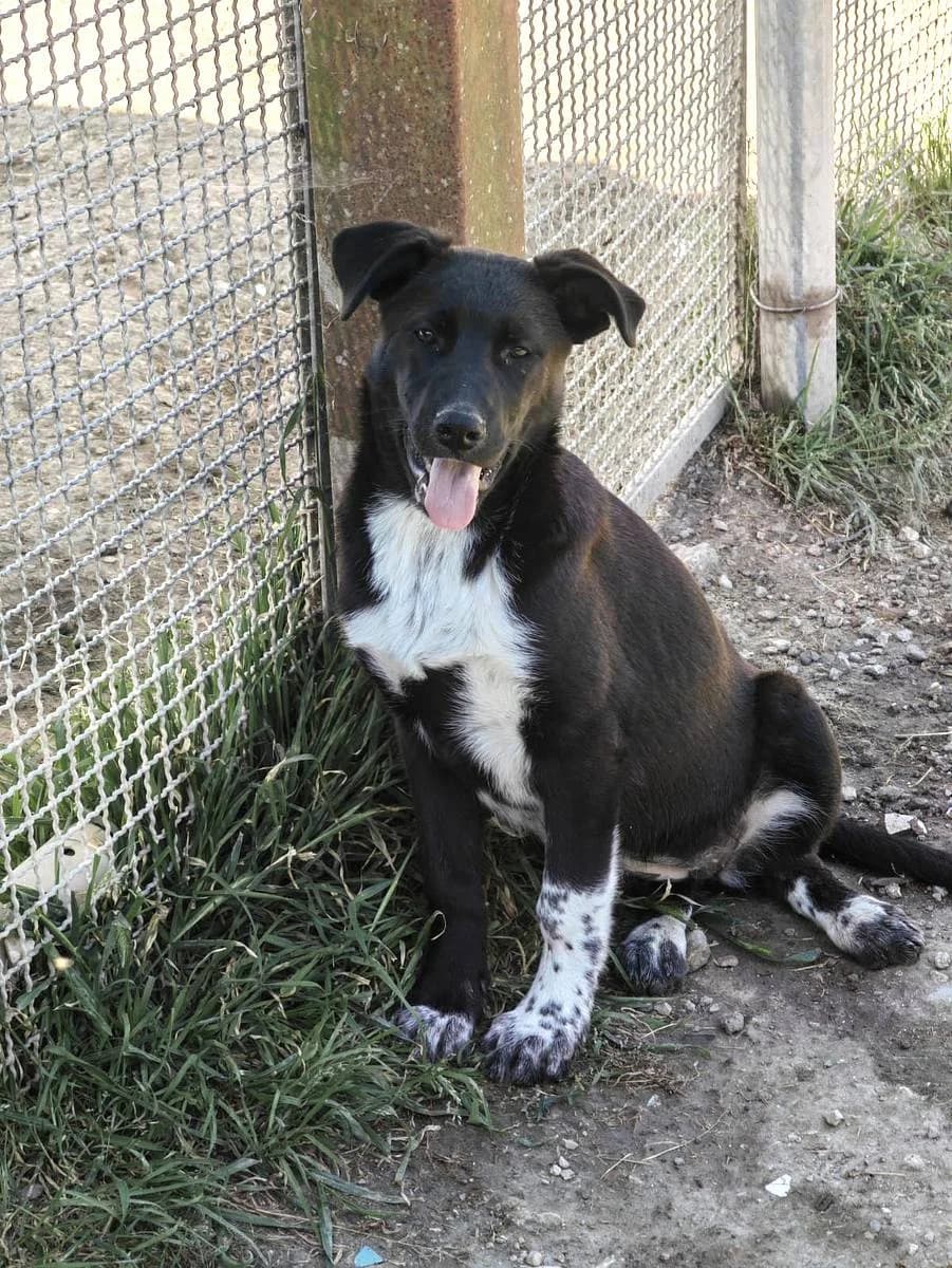 Jenny, female puppy Mixed Breed for adoption at Alba for Animals e.V., Oberhausen
