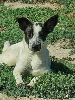 Hündinnen zur Adoption, female puppy Mixed Breed for adoption at Alba for Animals e.V., Oberhausen