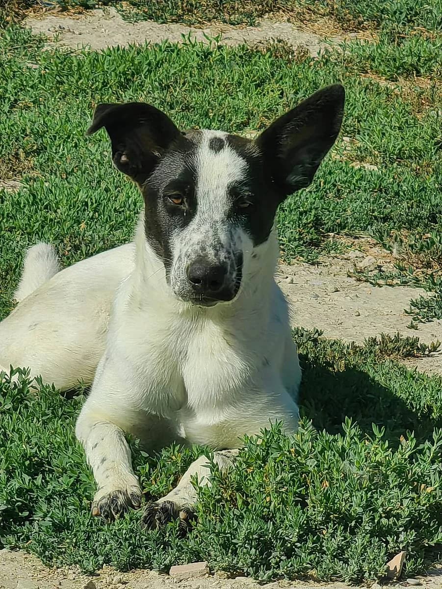 Jessica, female puppy Mixed Breed for adoption at Alba for Animals e.V., Oberhausen