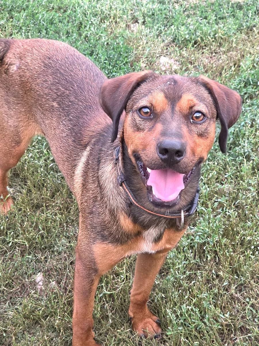 Jordan, male puppy Mixed Breed for adoption at Alba for Animals e.V., Oberhausen