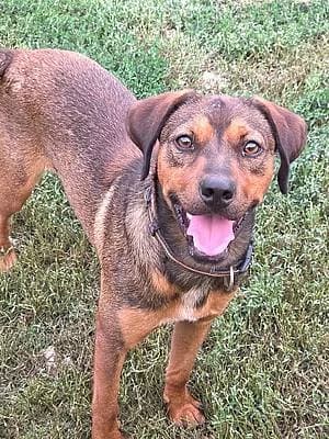 Rüden zur Adoption, male puppy Mixed Breed for adoption at Alba for Animals e.V., Oberhausen