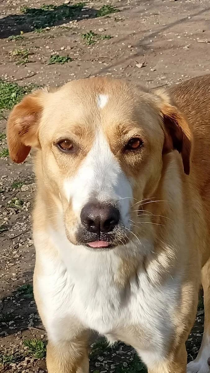Julie, female 3yo Mixed Breed for adoption at Alba for Animals e.V., Oberhausen