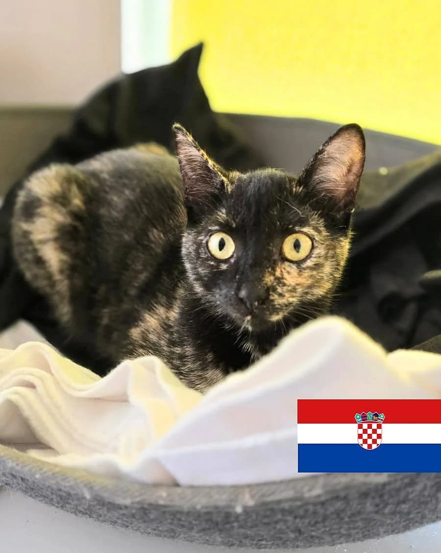 Korny, schwarz young European Shorthair for adoption at Alba for Animals e.V., Oberhausen