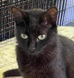 Lana, 5yo European Shorthair for adoption at Alba for Animals e.V., Oberhausen