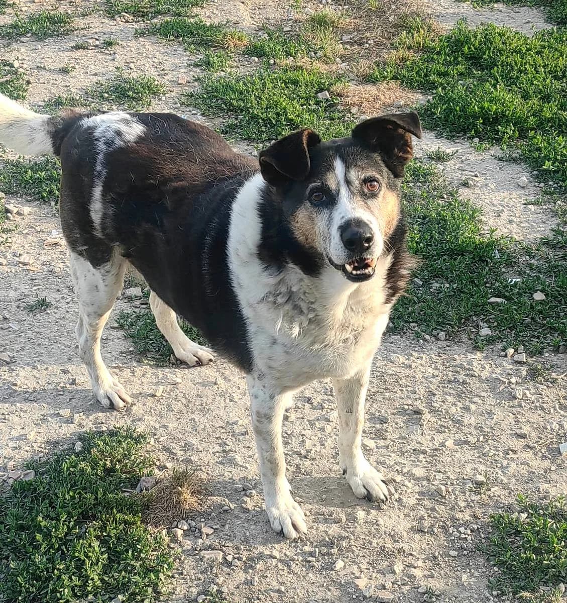 Leo, male senior Mixed Breed for adoption at Alba for Animals e.V., Oberhausen