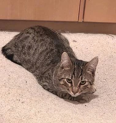 Kitten und Jungkatzen bis 1 Jahr, male young European Shorthair for adoption at Alba for Animals e.V., Oberhausen