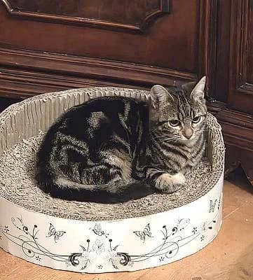 Kitten und Jungkatzen bis 1 Jahr, young European Shorthair for adoption at Alba for Animals e.V., Oberhausen