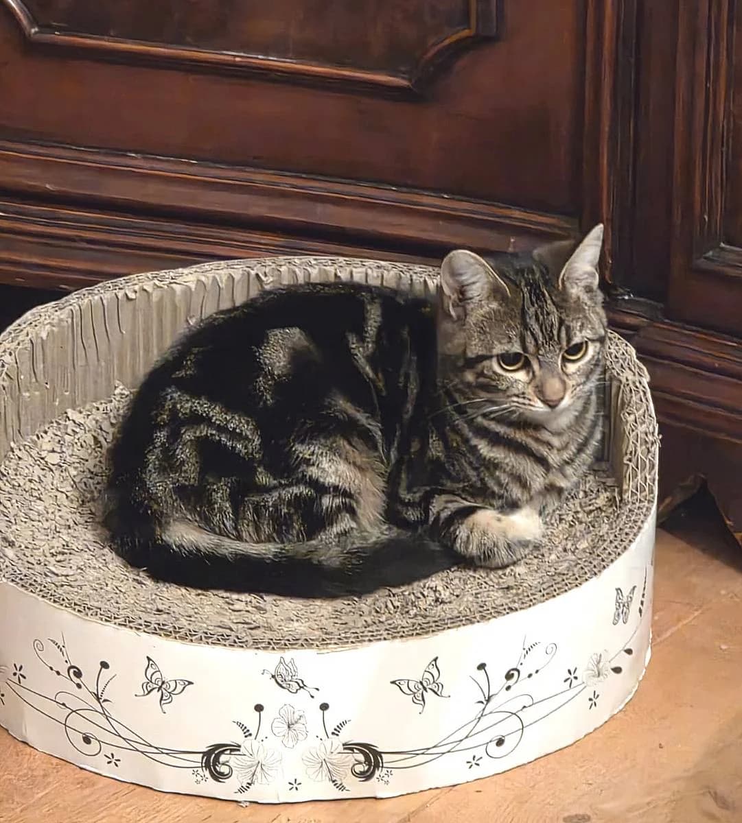 Lottchen, young European Shorthair for adoption at Alba for Animals e.V., Oberhausen