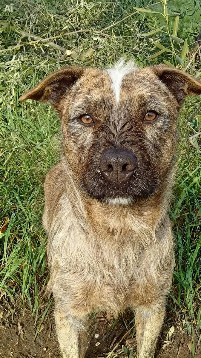 Lucky, male 5yo Mixed Breed for adoption at Alba for Animals e.V., Oberhausen