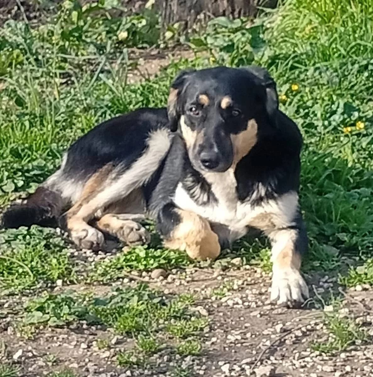 Lucy, female 3yo Mixed Breed for adoption at Alba for Animals e.V., Oberhausen