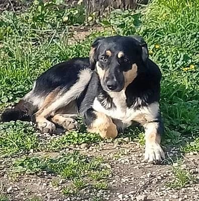 Hündinnen zur Adoption, female 3yo Mixed Breed for adoption at Alba for Animals e.V., Oberhausen