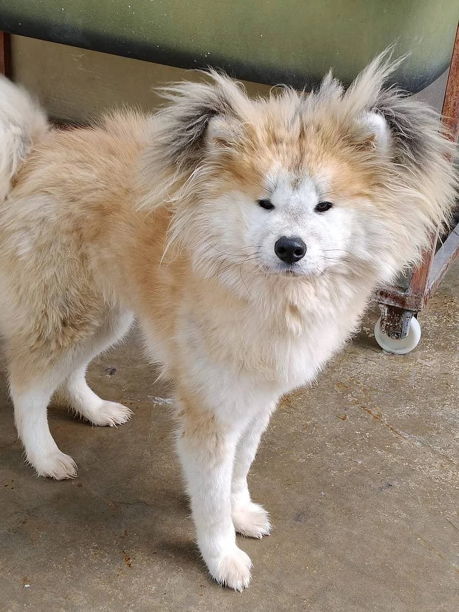 Mamy, female young Akita for adoption at Alba for Animals e.V., Oberhausen