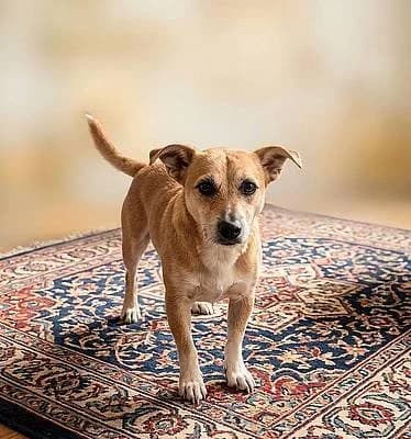 Rüden zur Adoption, male 5yo Mixed Breed for adoption at Alba for Animals e.V., Oberhausen