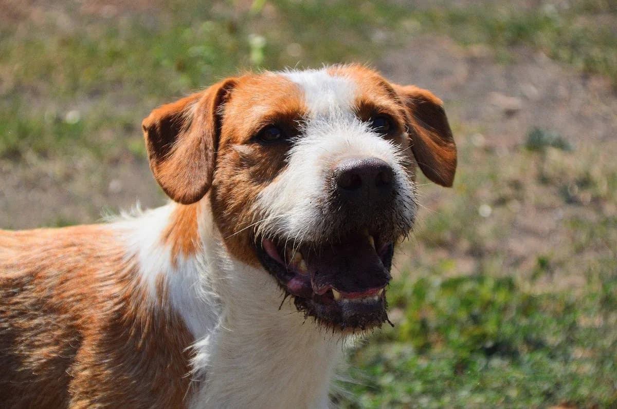 Max, male young Mixed Breed for adoption at Alba for Animals e.V., Oberhausen