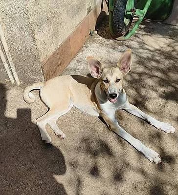Welpen und Junghunde bis 1 Jahr zur Adoption, female puppy Mixed Breed for adoption at Alba for Animals e.V., Oberhausen