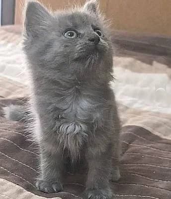 Kitten und Jungkatzen bis 1 Jahr, puppy European Shorthair for adoption at Alba for Animals e.V., Oberhausen