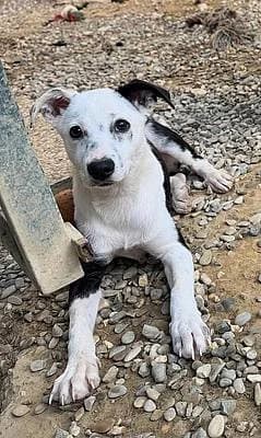 Welpen und Junghunde bis 1 Jahr zur Adoption, female puppy Mixed Breed for adoption at Alba for Animals e.V., Oberhausen