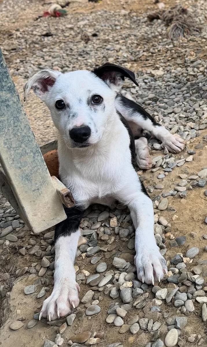 Monia, female puppy Mixed Breed for adoption at Alba for Animals e.V., Oberhausen