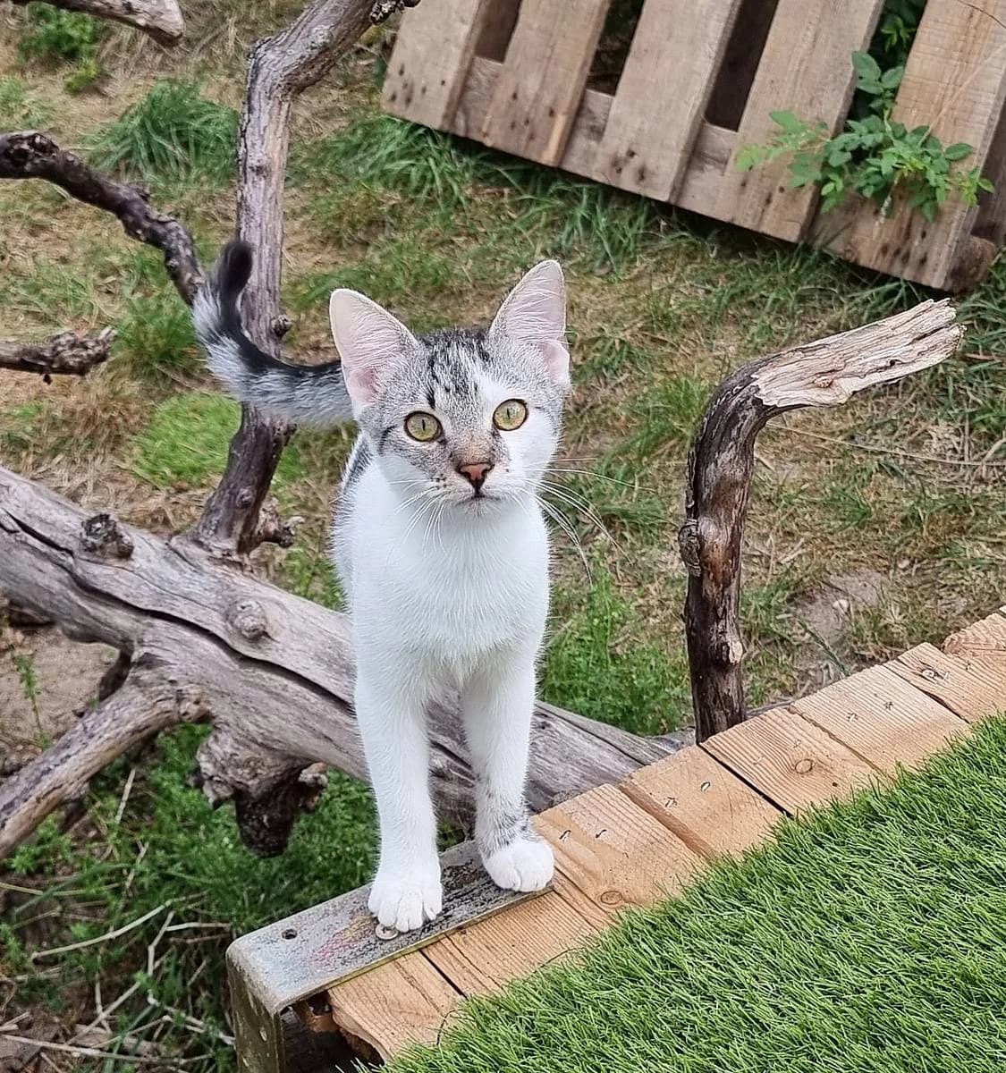 Monty, male puppy European Shorthair for adoption at Alba for Animals e.V., Oberhausen