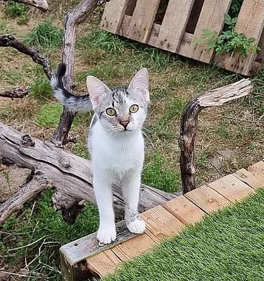 Kitten und Jungkatzen bis 1 Jahr, male puppy European Shorthair for adoption at Alba for Animals e.V., Oberhausen