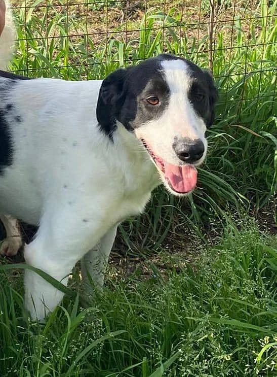 Nana, female 4yo Mixed Breed for adoption at Alba for Animals e.V., Oberhausen