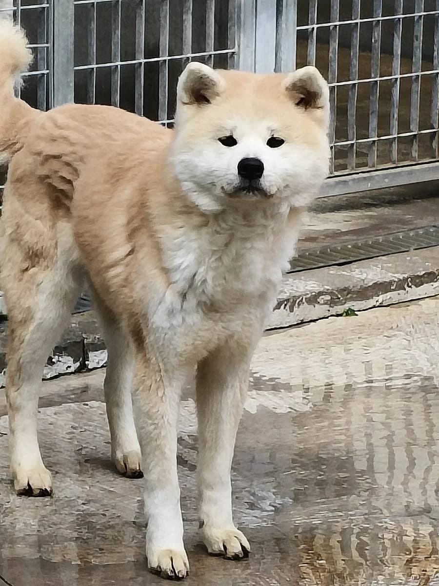 Nao, female senior Akita for adoption at Alba for Animals e.V., Oberhausen