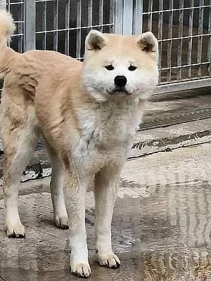 Hündinnen zur Adoption, female senior Akita for adoption at Alba for Animals e.V., Oberhausen