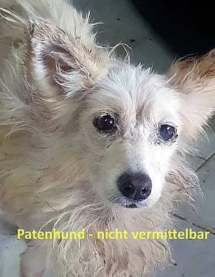 Hündinnen zur Adoption, female young Mixed Breed for adoption at Alba for Animals e.V., Oberhausen