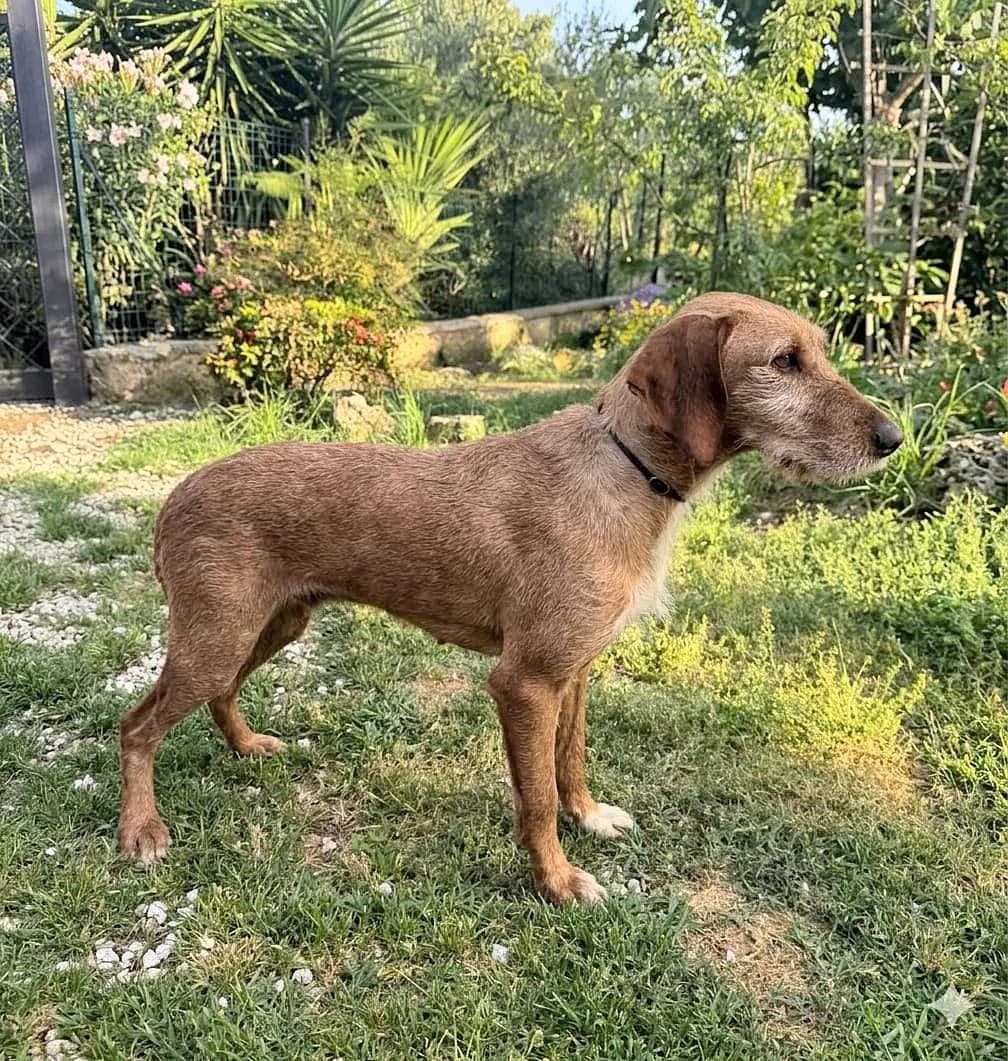 Orlanda, female mixed breed for adoption at Alba for Animals e.V., Oberhausen