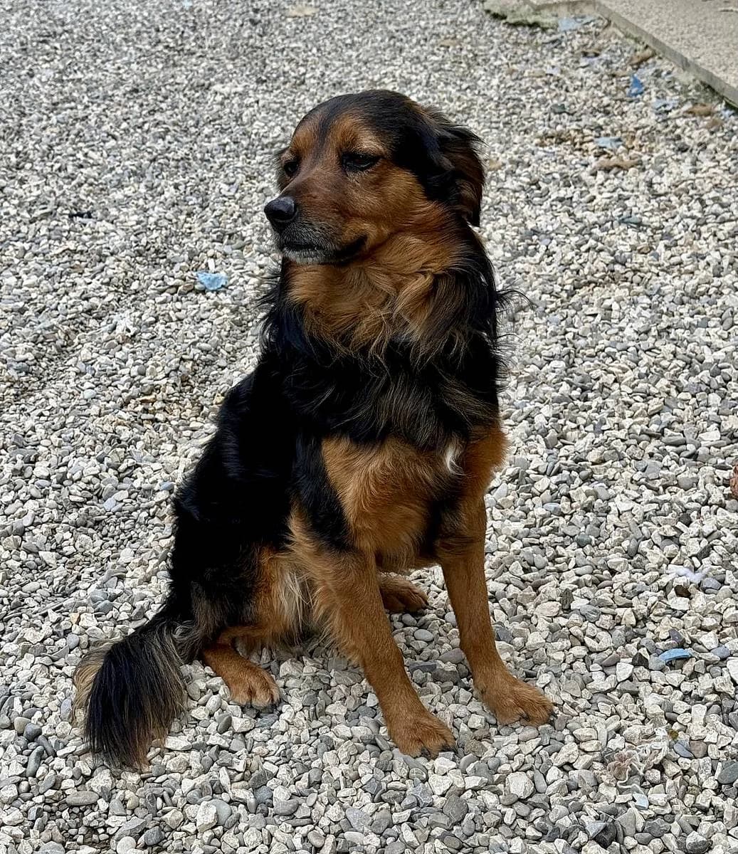 Ovetto, male 5yo Mixed Breed for adoption at Alba for Animals e.V., Oberhausen