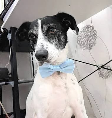 Rüden zur Adoption, male 4yo Mixed Breed for adoption at Alba for Animals e.V., Oberhausen