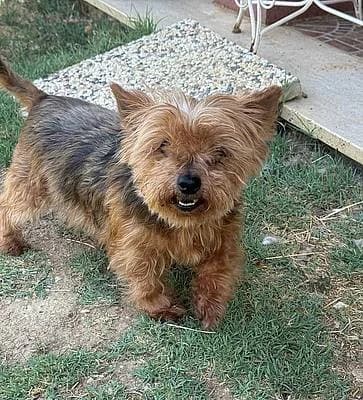 Hündinnen zur Adoption, female senior Yorkshire Terrier for adoption at Alba for Animals e.V., Oberhausen