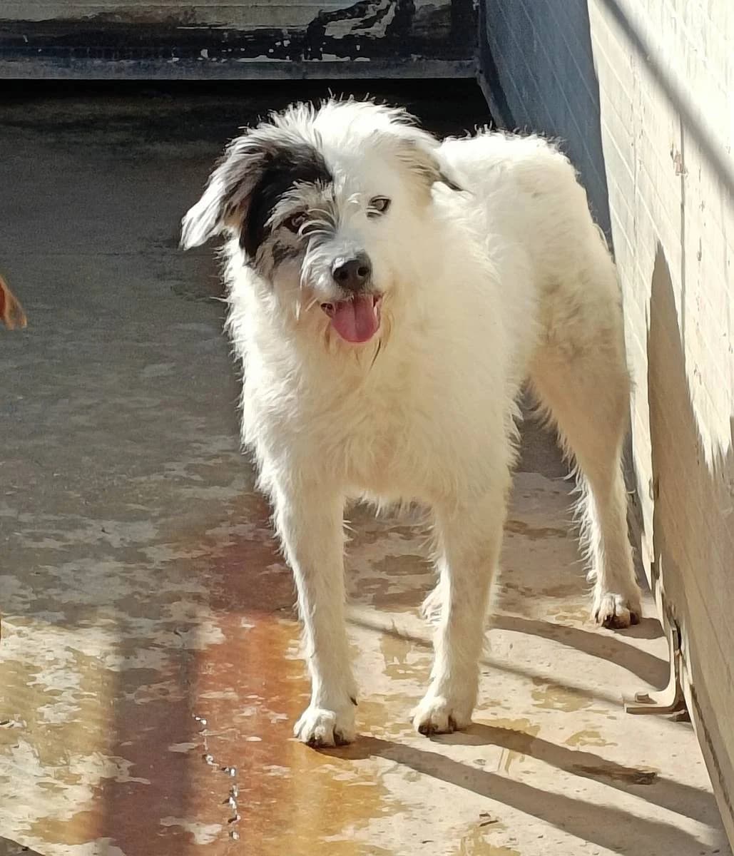 Pavarotti, male 4yo Mixed Breed for adoption at Alba for Animals e.V., Oberhausen